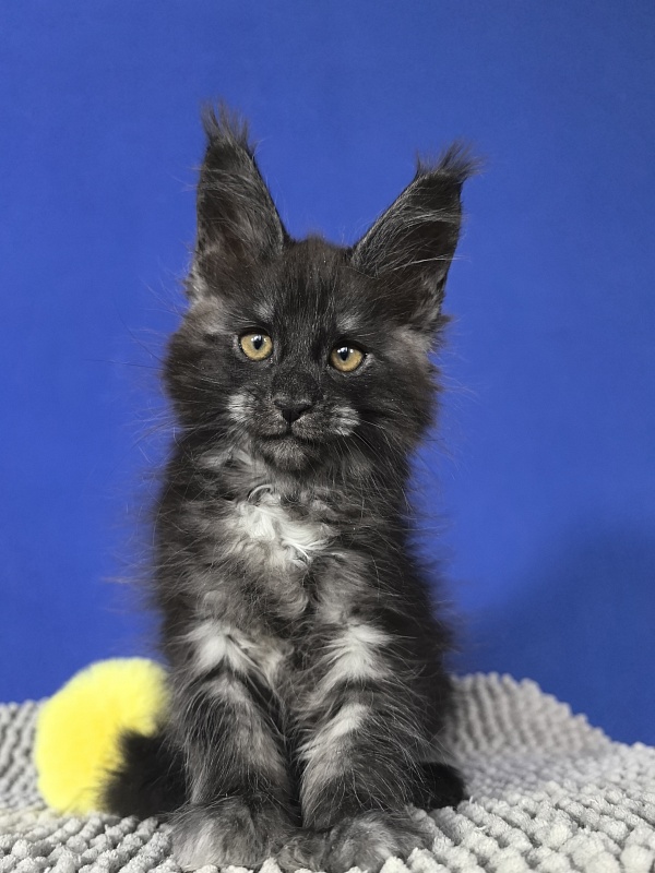 Sati Ross Akbars - Kitten maine-coon 1 month 4 weeks