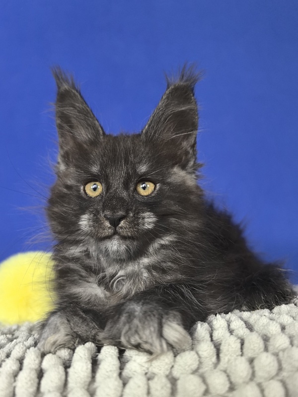 Sati Ross Akbars - Kitten maine-coon 1 month 4 weeks