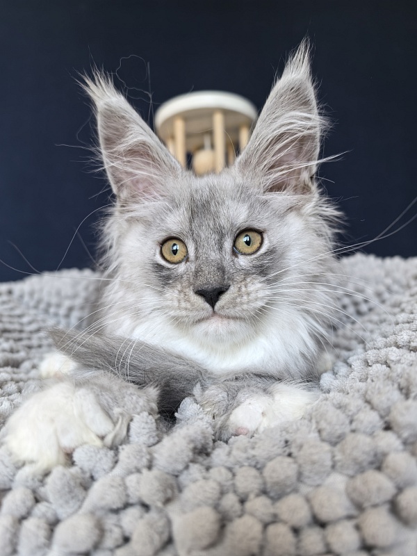 Tiger Cat Akbars (polydactyl) - Kitten maine-coon 2.5 months