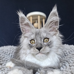 Tiger Cat Akbars (polydactyl)