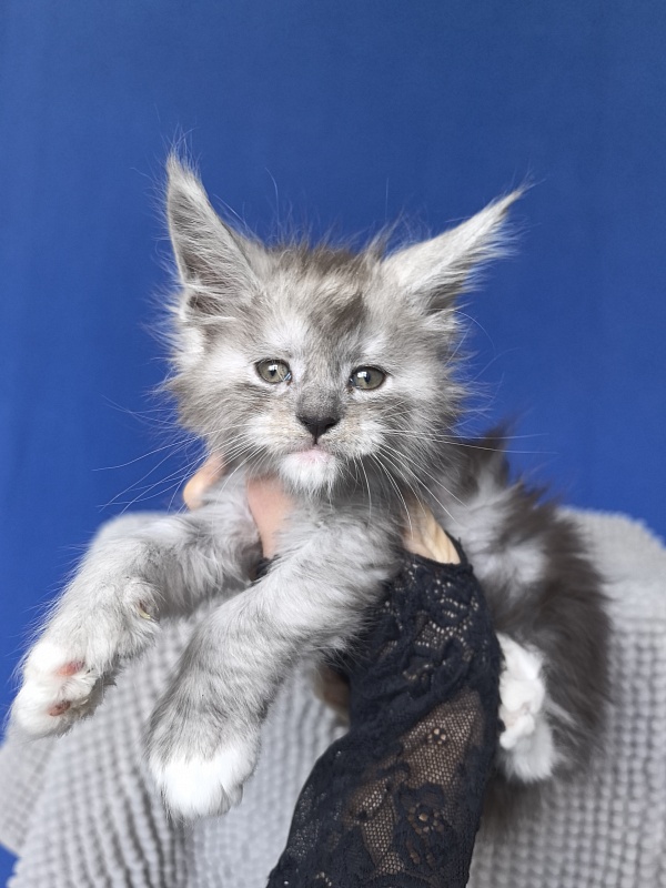 Tiger Cat Akbars (polydactyl) - Kitten maine-coon 1 month 0.5 weeks