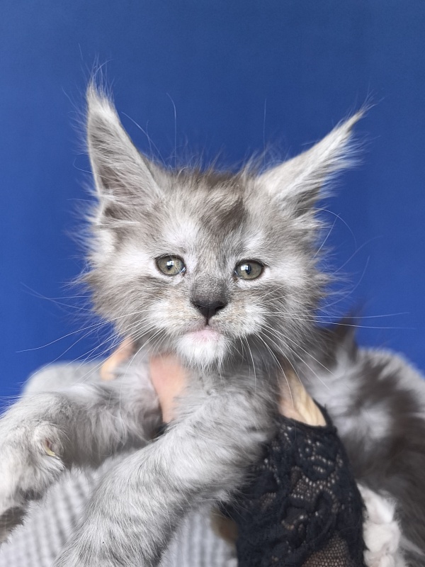 Tiger Cat Akbars (polydactyl) - Kitten maine-coon 1 month 0.5 weeks