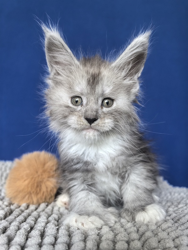 Tiger Cat Akbars (polydactyl) - Kitten maine-coon 1 month 0.5 weeks