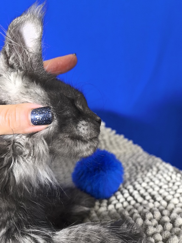 Euro Akbars  (polydactyl 77/66) - Kitten maine-coon 2 months 1.5 week