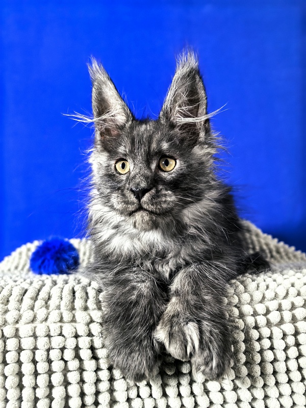 Euro Akbars  (polydactyl 77/66) - Kitten maine-coon 2 months 1.5 week