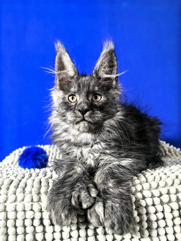 Euro Akbars  (polydactyl 77/66) - Kitten maine-coon 2 months 1.5 week