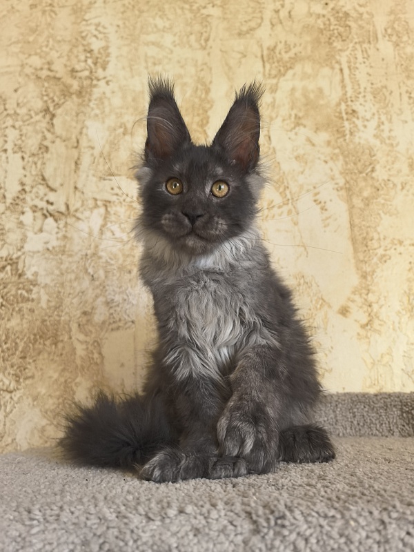 Euro Akbars  (polydactyl 77/66) - Kitten maine-coon 3 months 3 weeks