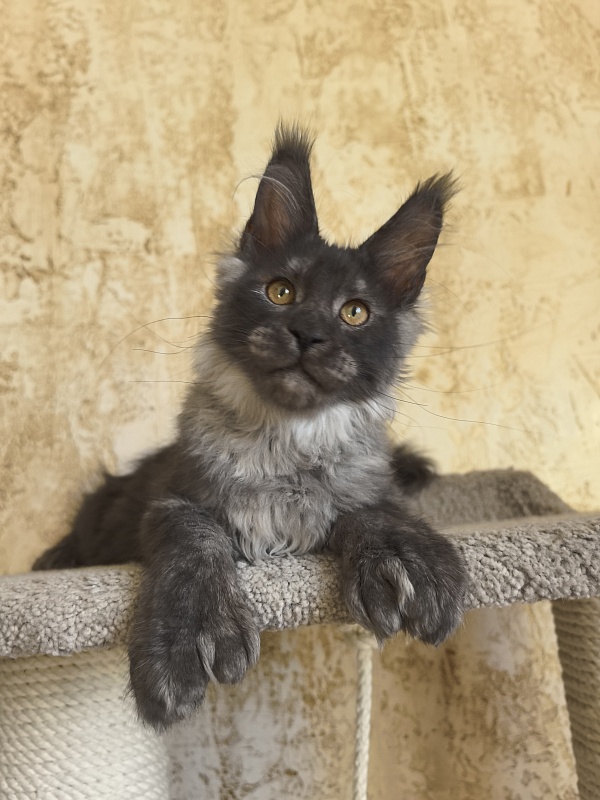 Euro Akbars  (polydactyl 77/66) - Kitten maine-coon 3 months 3 weeks