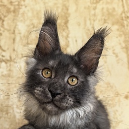 Euro Akbars  (polydactyl 77/66)