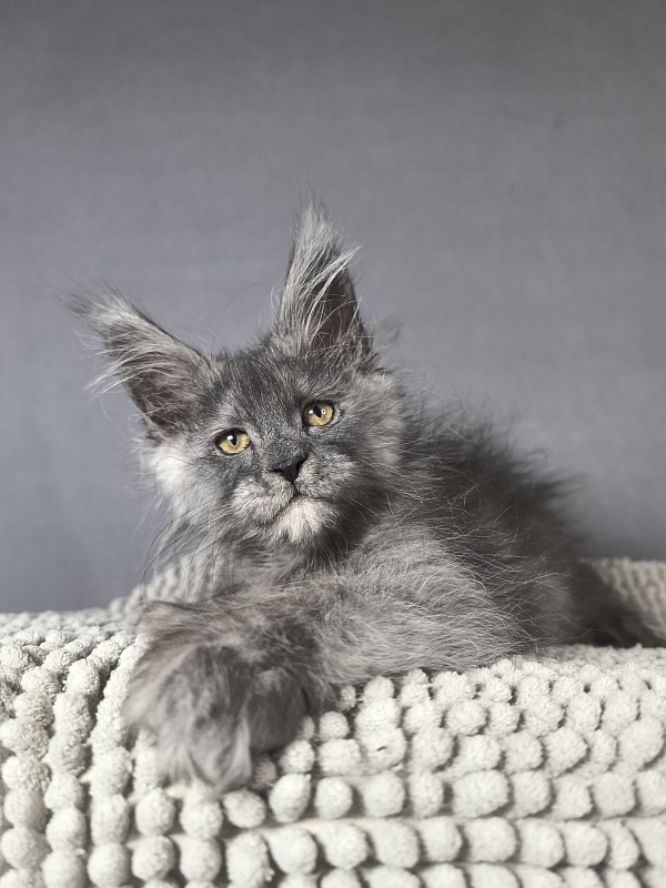 Eva Maria Akbars  (polydactyl 66/66) - Kitten maine-coon 2 months 1 week