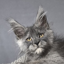 Eva Maria Akbars  (polydactyl 66/66)