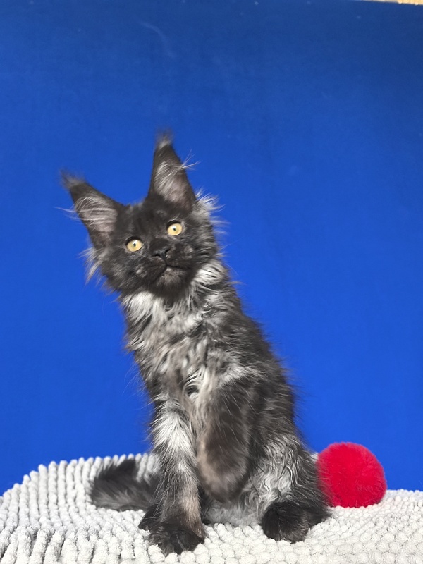 Fortuna Akbars - Kitten maine-coon 2 months 2 weeks