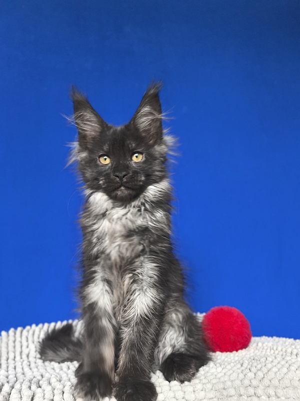 Fortuna Akbars - Kitten maine-coon 2 months 2 weeks
