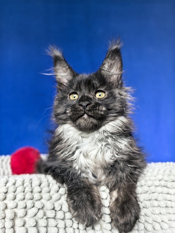 Fortuna Akbars - Kitten maine-coon 2 months 2 weeks