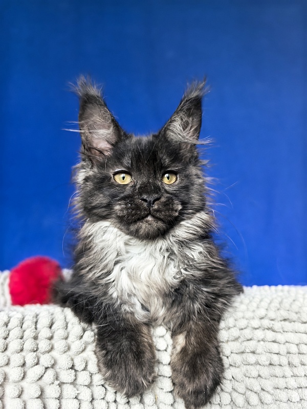 Fortuna Akbars - Kitten maine-coon 2 months 2 weeks