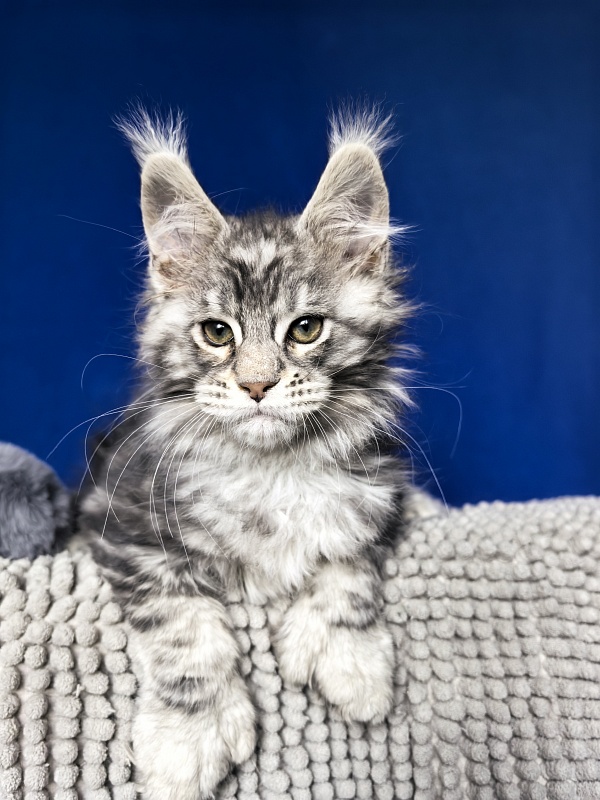 Voodoo  Akbars (Polydactyl) - Kitten maine-coon 2 months 1 week