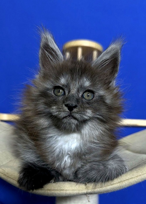 Xabriela Akbars (polydactyl) - Kitten maine-coon 1 month 1 week