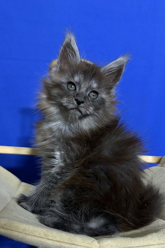 Xabriela Akbars (polydactyl) - Kitten maine-coon 1 month 1 week