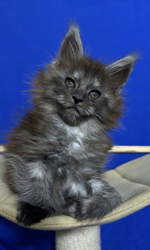 Xabriela Akbars (polydactyl) - Kitten maine-coon 1 month 1 week