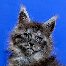 Xabriela Akbars (polydactyl)