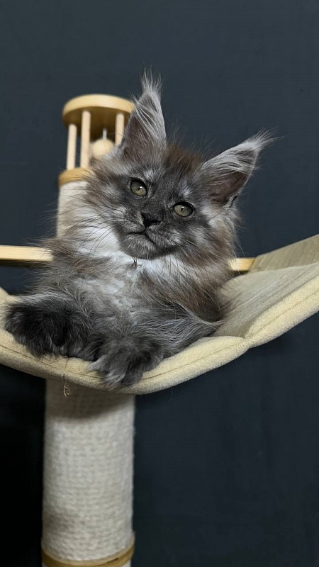 Xabriela Akbars (polydactyl) - Kitten maine-coon 1 month 3 weeks
