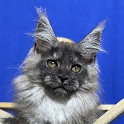 Xabriela Akbars (polydactyl)