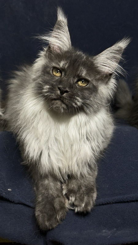 Xabriela Akbars (polydactyl) - Kitten maine-coon 4 months 1 week