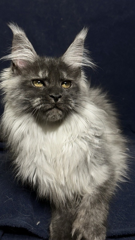 Xabriela Akbars (polydactyl) - Kitten maine-coon 4 months 1 week
