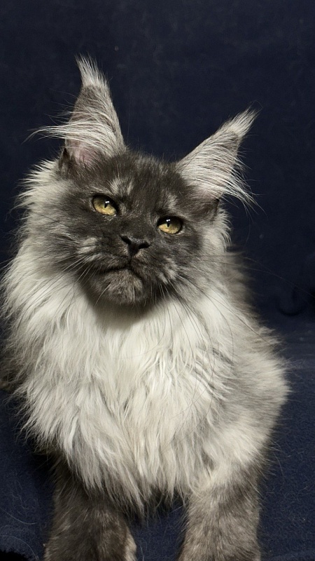 Xabriela Akbars (polydactyl) - Kitten maine-coon 4 months 1 week