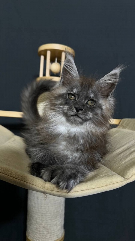 Xabriela Akbars (polydactyl) - Kitten maine-coon 1 month 3 weeks