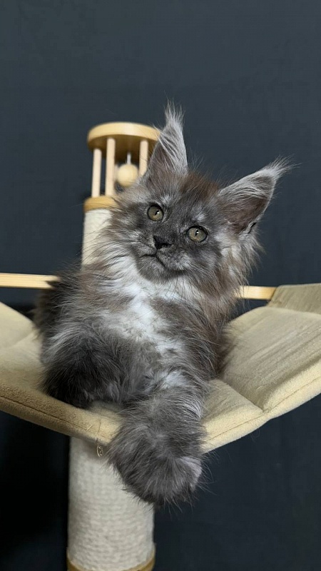 Xabriela Akbars (polydactyl) - Kitten maine-coon 1 month 3 weeks