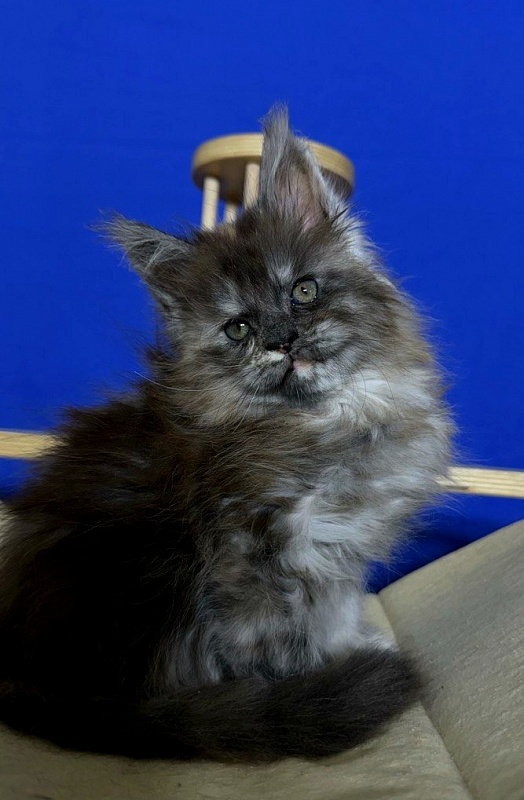 Xandra Akbars  (polydactyl) - Kitten maine-coon 1 month 1 week