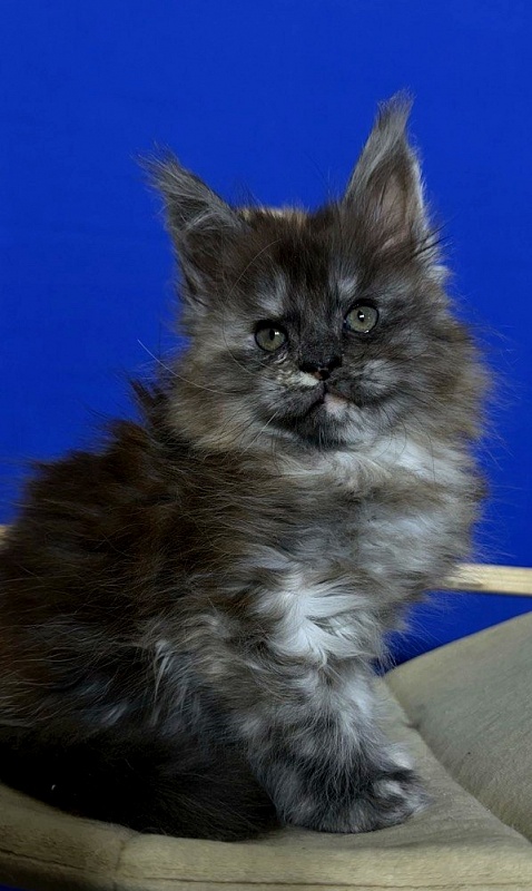 Xandra Akbars  (polydactyl) - Kitten maine-coon 1 month 1 week