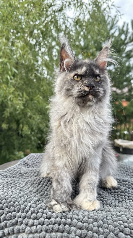 Xandra Akbars  (polydactyl) - Kitten maine-coon 4 months 1 week