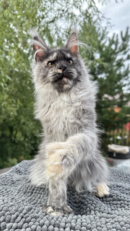 Xandra Akbars  (polydactyl) - Kitten maine-coon 4 months 1 week