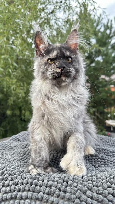 Xandra Akbars  (polydactyl) - Kitten maine-coon 4 months 1 week