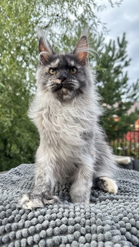 Xandra Akbars  (polydactyl) - Kitten maine-coon 4 months 1 week