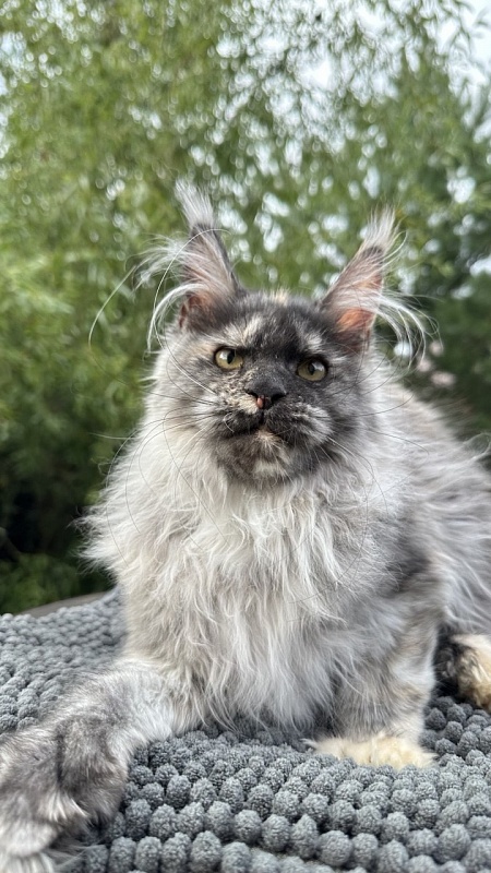Xandra Akbars  (polydactyl) - Kitten maine-coon 4 months 1 week