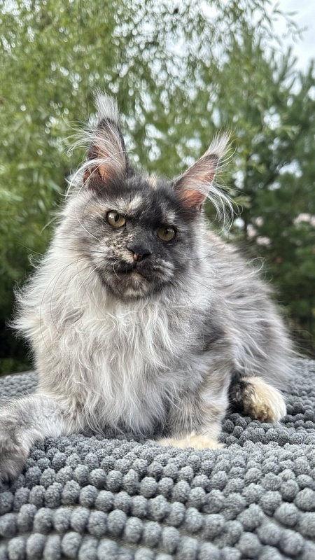 Xandra Akbars  (polydactyl) - Kitten maine-coon 4 months 1 week