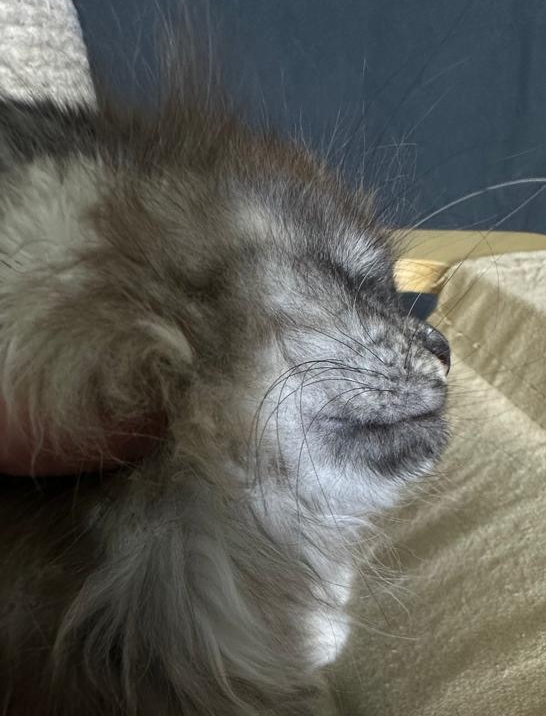 Xandra Akbars  (polydactyl) - Kitten maine-coon 1 month 3 weeks