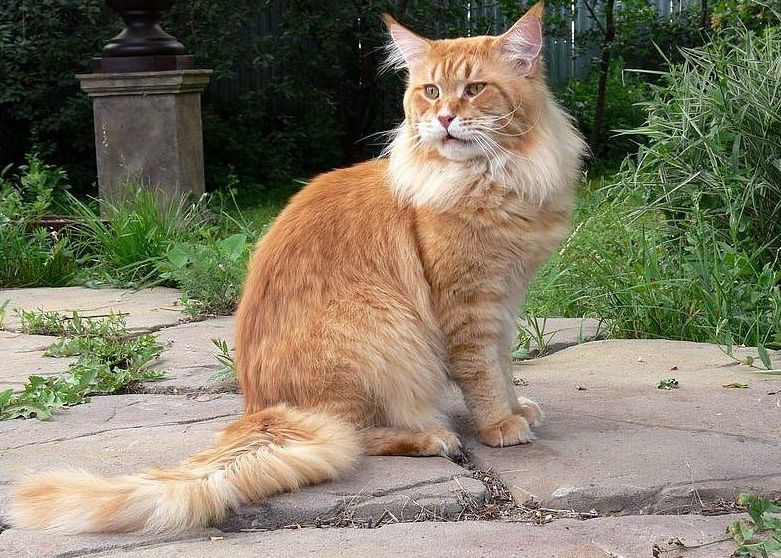 Top Coon Leo - maine-coon 07/12/2009