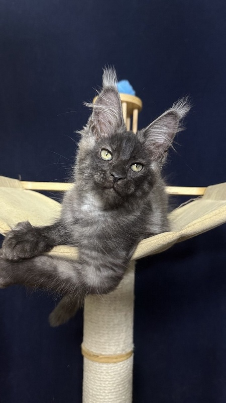 Cameron Akbars - Kitten maine-coon 2 months 2.5 weeks