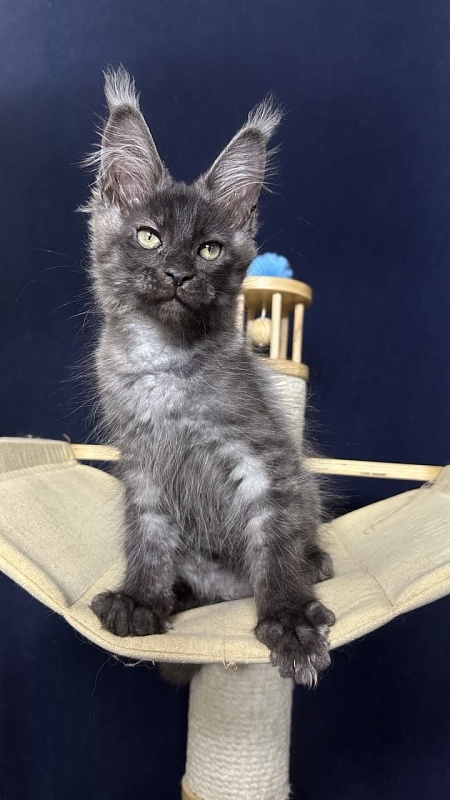 Cameron Akbars - Kitten maine-coon 2 months 2.5 weeks