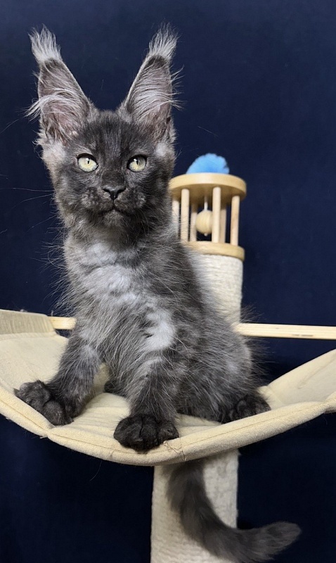 Cameron Akbars - Kitten maine-coon 2 months 2.5 weeks