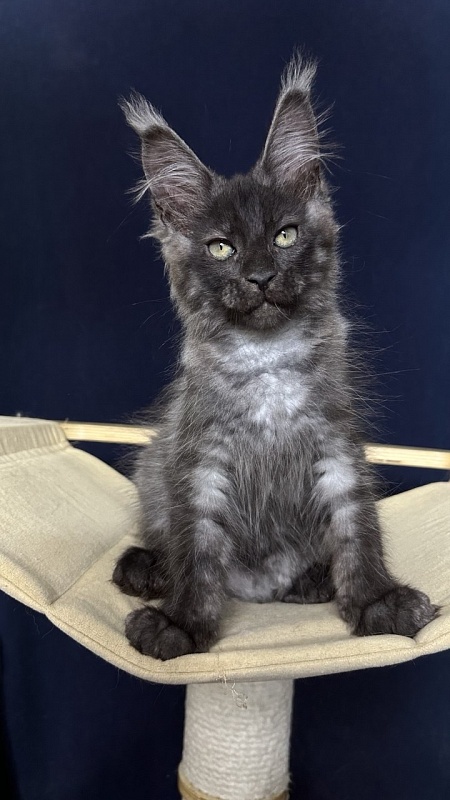 Cameron Akbars - Kitten maine-coon 2 months 2.5 weeks