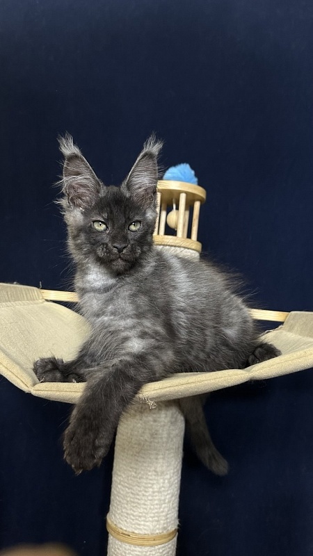 Cameron Akbars - Kitten maine-coon 2 months 2.5 weeks