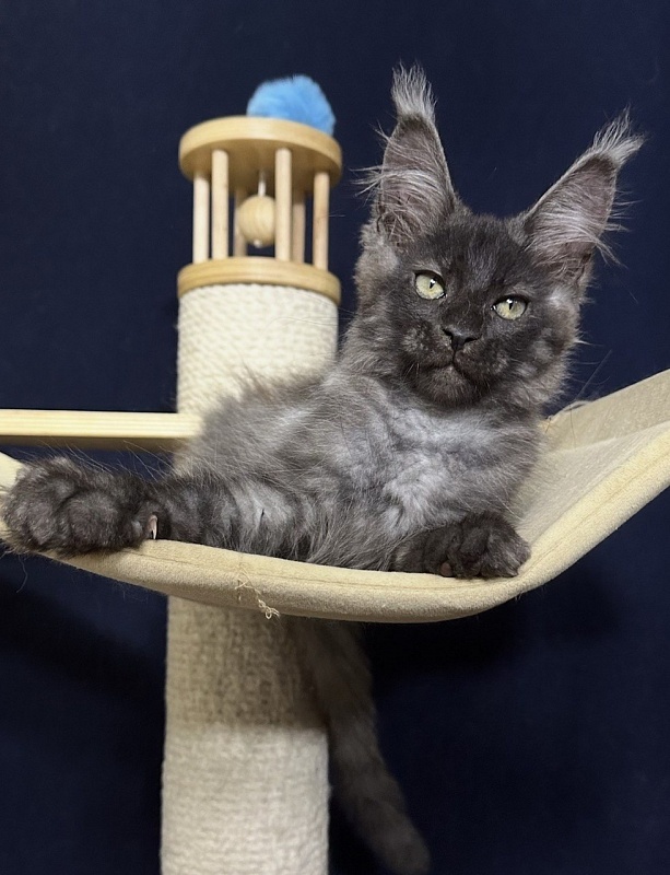 Cameron Akbars - Kitten maine-coon 2 months 2.5 weeks