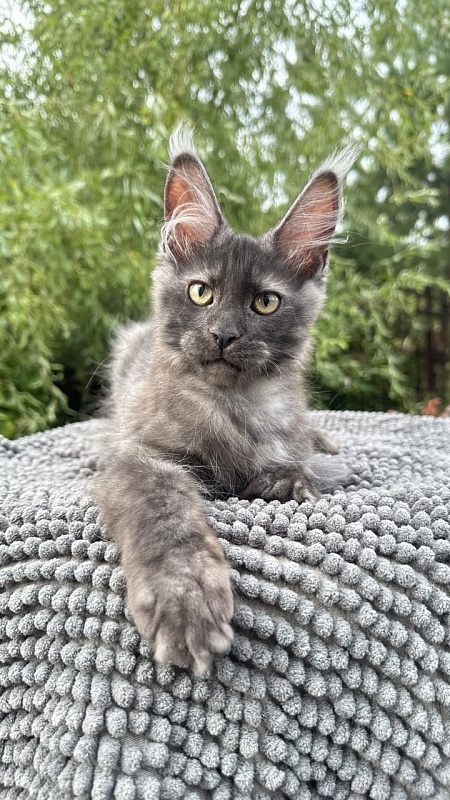 Cameron Akbars - Kitten maine-coon 3 months 2 weeks