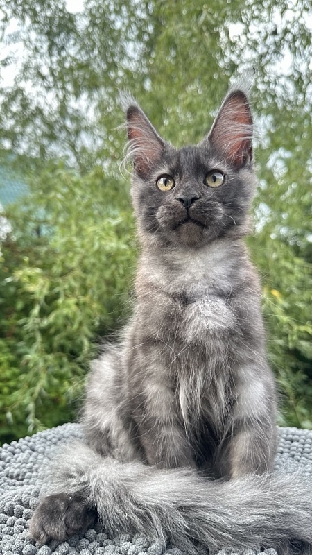 Cameron Akbars - Kitten maine-coon 3 months 2 weeks