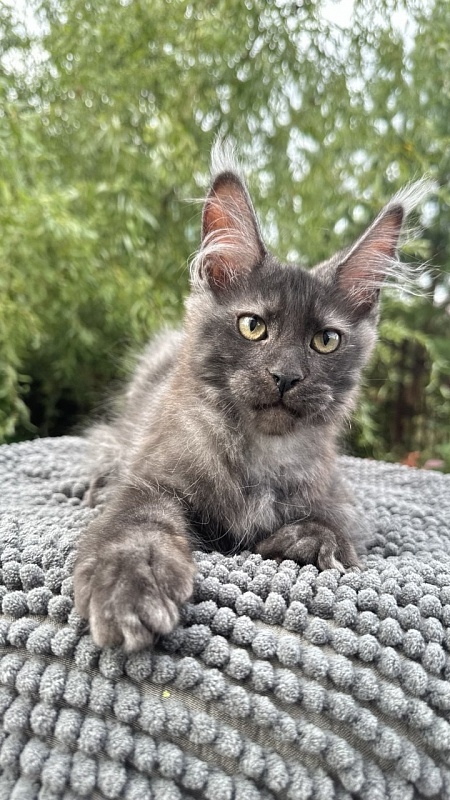 Cameron Akbars - Kitten maine-coon 3 months 2 weeks
